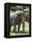 National Zoological Park: Asian Elephant-null-Framed Premier Image Canvas