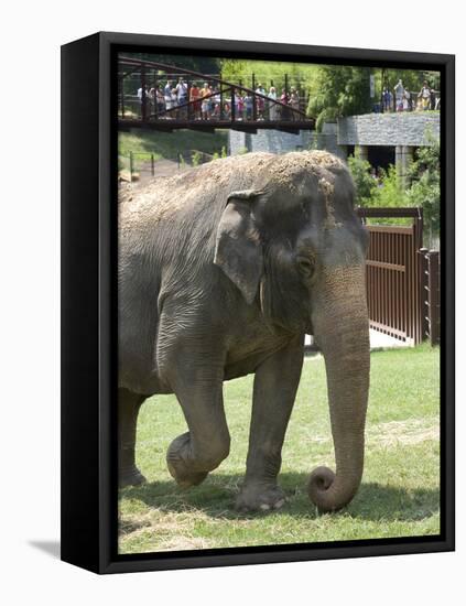 National Zoological Park: Asian Elephant-null-Framed Premier Image Canvas