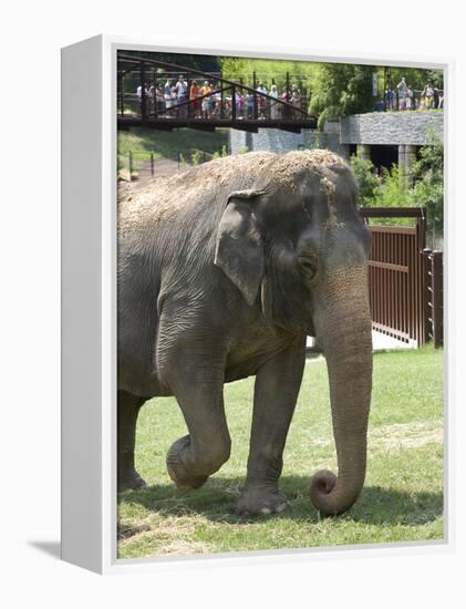 National Zoological Park: Asian Elephant-null-Framed Premier Image Canvas