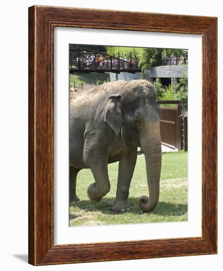 National Zoological Park: Asian Elephant-null-Framed Premium Photographic Print
