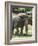 National Zoological Park: Asian Elephant-null-Framed Photographic Print