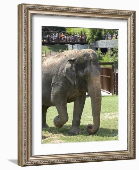 National Zoological Park: Asian Elephant-null-Framed Photographic Print