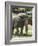 National Zoological Park: Asian Elephant-null-Framed Photographic Print