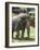 National Zoological Park: Asian Elephant-null-Framed Photographic Print