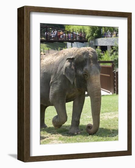 National Zoological Park: Asian Elephant-null-Framed Photographic Print