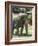 National Zoological Park: Asian Elephant-null-Framed Photographic Print