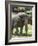 National Zoological Park: Asian Elephant-null-Framed Photographic Print