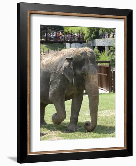 National Zoological Park: Asian Elephant-null-Framed Photographic Print