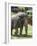 National Zoological Park: Asian Elephant-null-Framed Photographic Print