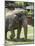 National Zoological Park: Asian Elephant-null-Mounted Photographic Print