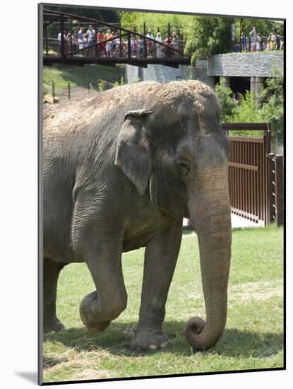 National Zoological Park: Asian Elephant-null-Mounted Photographic Print