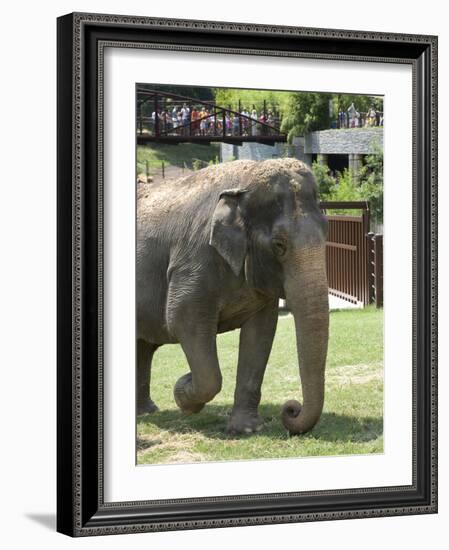 National Zoological Park: Asian Elephant-null-Framed Photographic Print