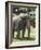 National Zoological Park: Asian Elephant-null-Framed Photographic Print