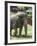 National Zoological Park: Asian Elephant-null-Framed Photographic Print