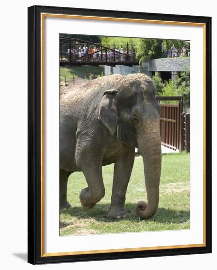 National Zoological Park: Asian Elephant-null-Framed Photographic Print