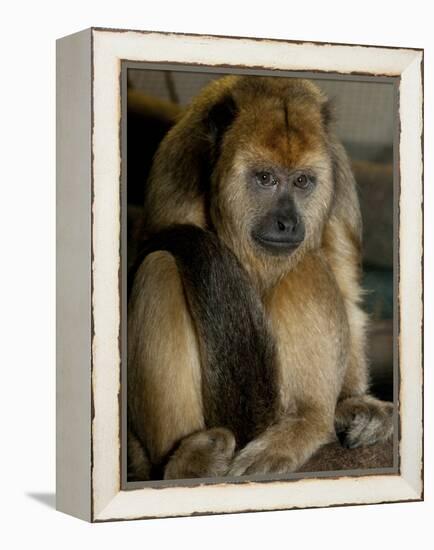 National Zoological Park: Black Howler Monkey-null-Framed Premier Image Canvas