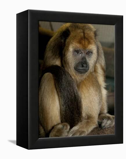 National Zoological Park: Black Howler Monkey-null-Framed Premier Image Canvas