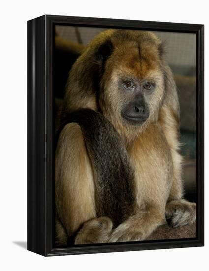 National Zoological Park: Black Howler Monkey-null-Framed Premier Image Canvas