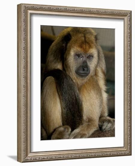 National Zoological Park: Black Howler Monkey-null-Framed Photographic Print