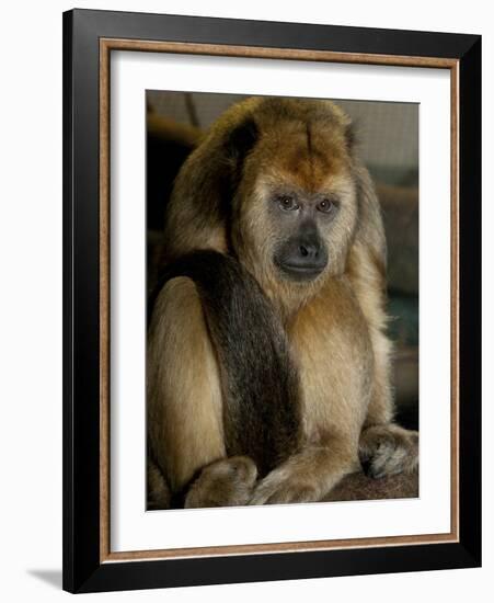 National Zoological Park: Black Howler Monkey-null-Framed Photographic Print