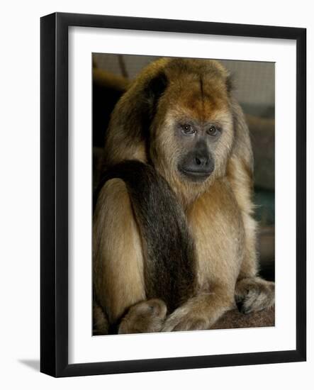 National Zoological Park: Black Howler Monkey-null-Framed Photographic Print