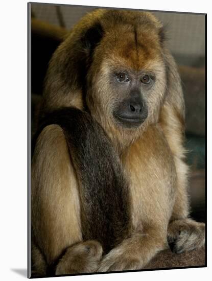 National Zoological Park: Black Howler Monkey-null-Mounted Photographic Print