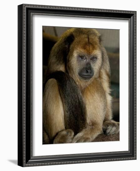 National Zoological Park: Black Howler Monkey-null-Framed Photographic Print