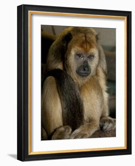 National Zoological Park: Black Howler Monkey-null-Framed Photographic Print