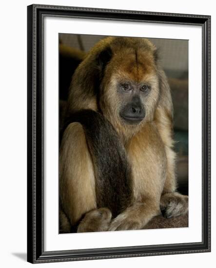 National Zoological Park: Black Howler Monkey-null-Framed Photographic Print