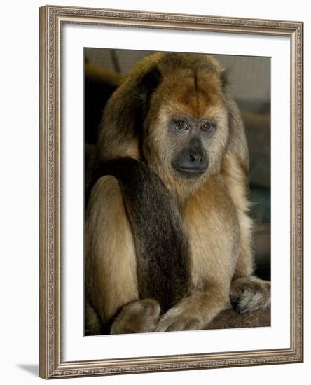 National Zoological Park: Black Howler Monkey-null-Framed Photographic Print