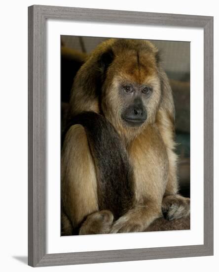 National Zoological Park: Black Howler Monkey-null-Framed Photographic Print