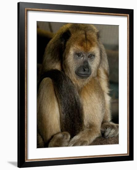 National Zoological Park: Black Howler Monkey-null-Framed Photographic Print