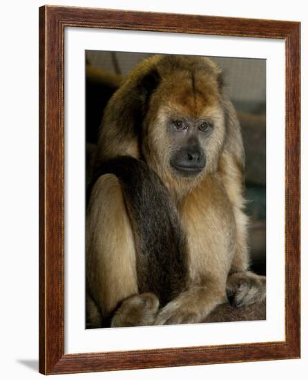 National Zoological Park: Black Howler Monkey-null-Framed Photographic Print