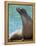 National Zoological Park: California Sea Lion-null-Framed Premier Image Canvas