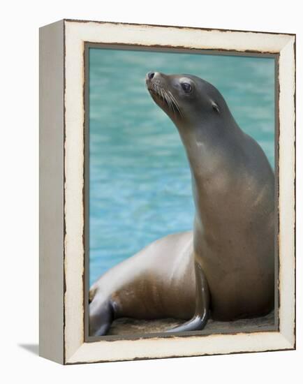 National Zoological Park: California Sea Lion-null-Framed Premier Image Canvas