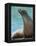 National Zoological Park: California Sea Lion-null-Framed Premier Image Canvas