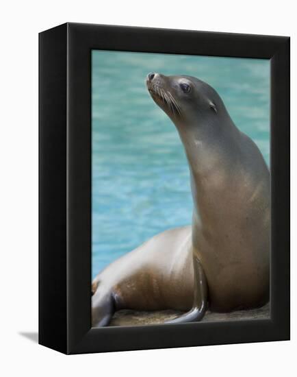 National Zoological Park: California Sea Lion-null-Framed Premier Image Canvas