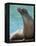 National Zoological Park: California Sea Lion-null-Framed Premier Image Canvas