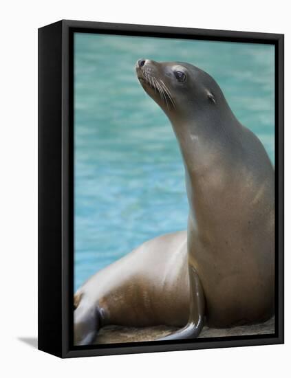 National Zoological Park: California Sea Lion-null-Framed Premier Image Canvas