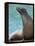 National Zoological Park: California Sea Lion-null-Framed Premier Image Canvas