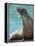 National Zoological Park: California Sea Lion-null-Framed Premier Image Canvas