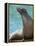 National Zoological Park: California Sea Lion-null-Framed Premier Image Canvas