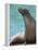 National Zoological Park: California Sea Lion-null-Framed Premier Image Canvas