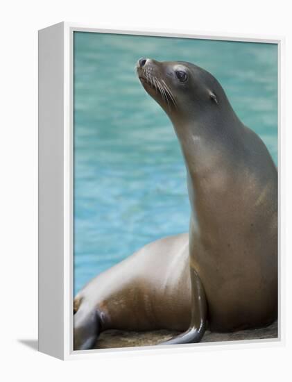 National Zoological Park: California Sea Lion-null-Framed Premier Image Canvas