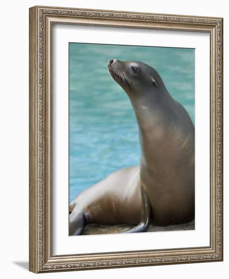 National Zoological Park: California Sea Lion-null-Framed Photographic Print