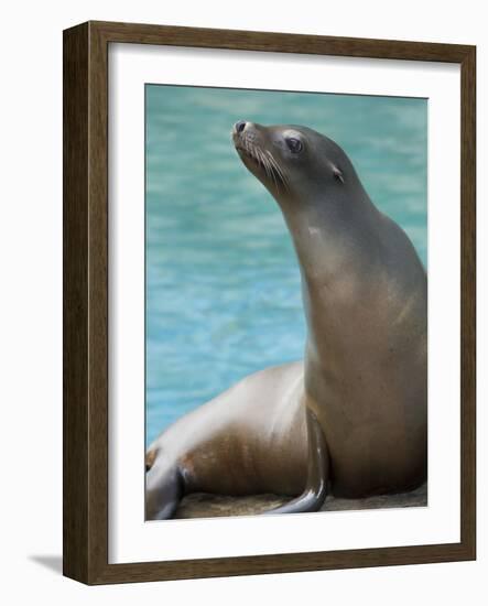 National Zoological Park: California Sea Lion-null-Framed Photographic Print