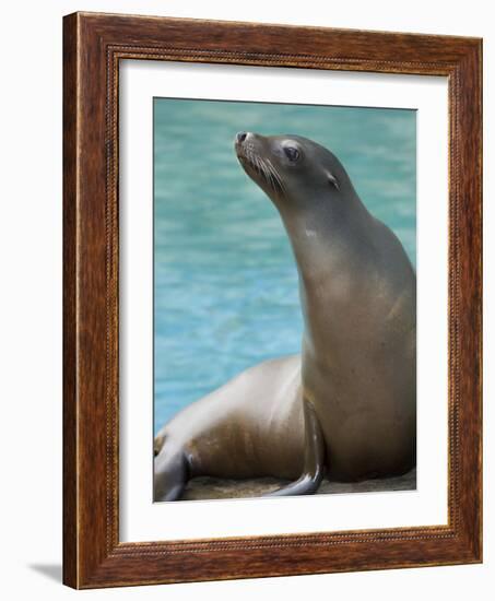 National Zoological Park: California Sea Lion-null-Framed Photographic Print