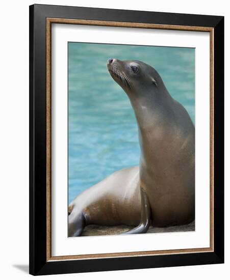 National Zoological Park: California Sea Lion-null-Framed Photographic Print