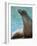 National Zoological Park: California Sea Lion-null-Framed Photographic Print