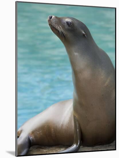 National Zoological Park: California Sea Lion-null-Mounted Photographic Print